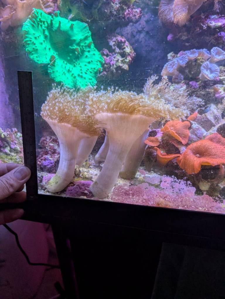 Large, Healthy Toadstool Leather Corals (Sarcophyton) – £30 Each (Delivery Available)
