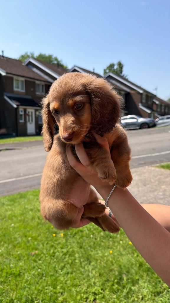 Last female. KC REGISTERED PRA CLEAR LONG HAIR DACHSHUNDS❤️