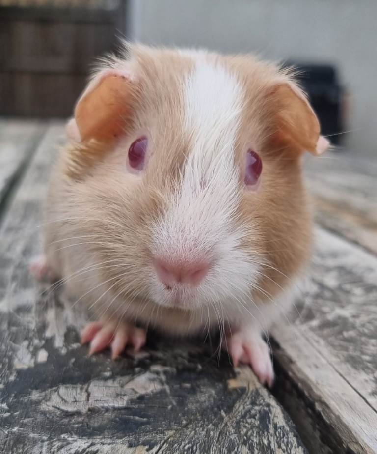 Baby guinea pigs for sale 