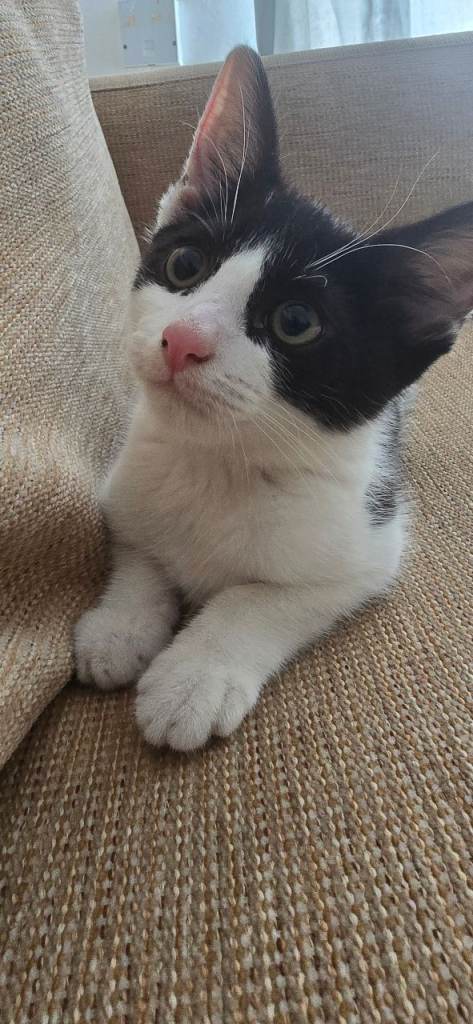 A lovely kitten