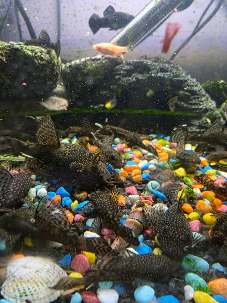 Bristlenose plecs 9 months old ready to leave.