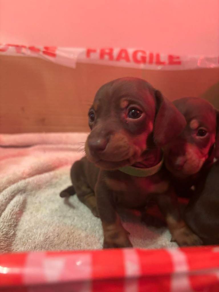 Gorgeous dachshunds ready for new homes