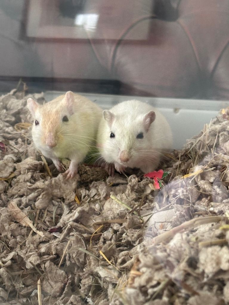 2 male gerbils 