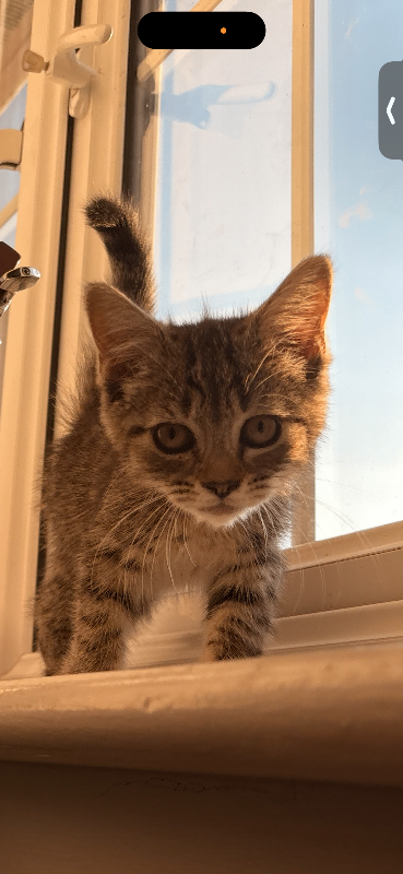 Beautiful Kittens 
