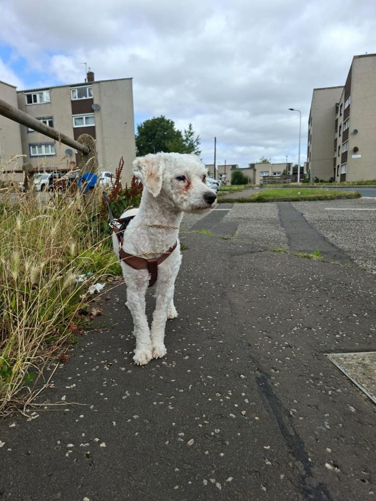Bichon frise