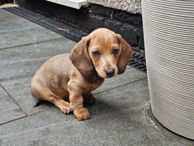 Miniature Dachshunds KC registered- Ready to leave now!