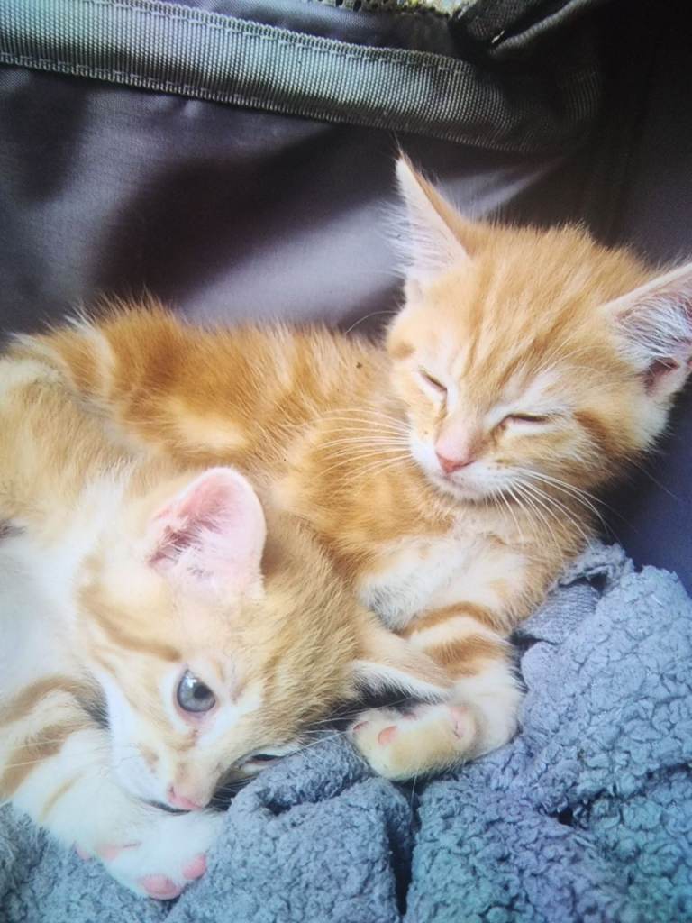 2 beautiful ginger male kittens available now