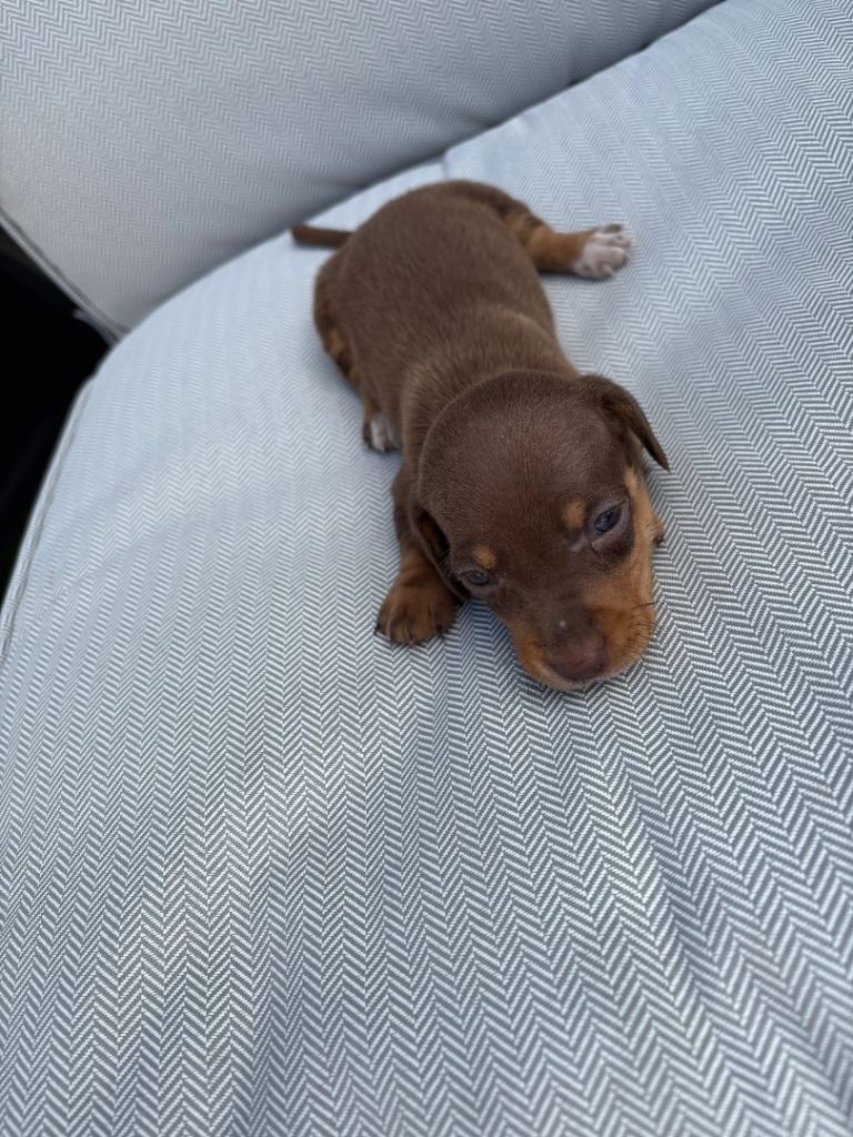 2 dachshund puppies ready to leave 
