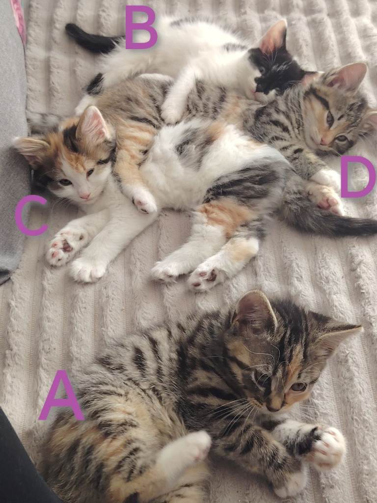 Beautiful Female Kittens: Tabbico, Calico and Tiny White and Black 