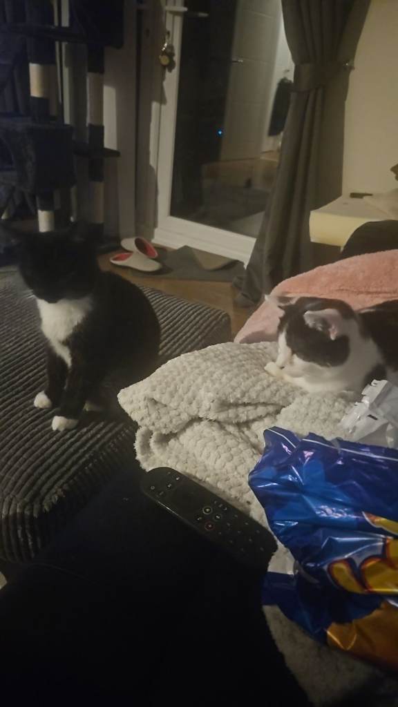 2 kittens 10 months old