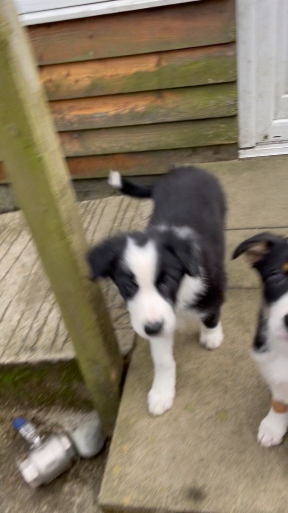 Border Collie pup boy