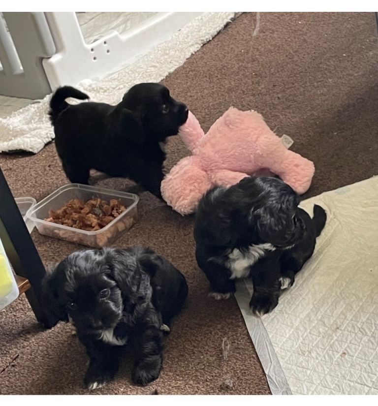 Chipoo puppies 