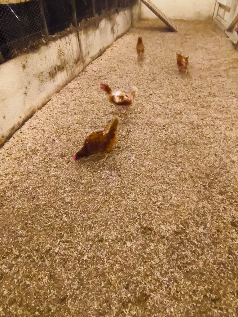 Rescued Chickens/ Egg Laying Hens £5 each