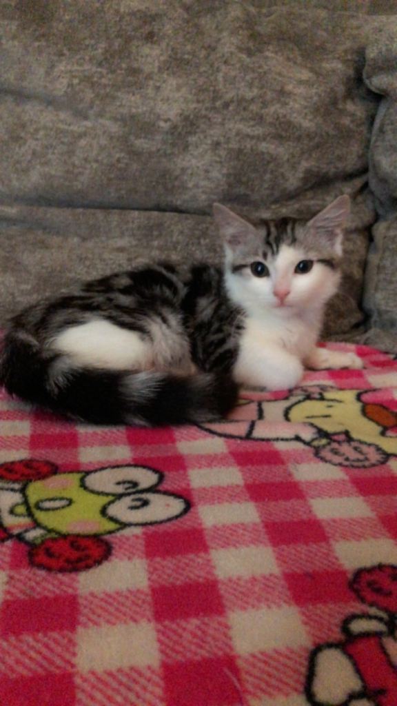 Tabby kitten for sale 