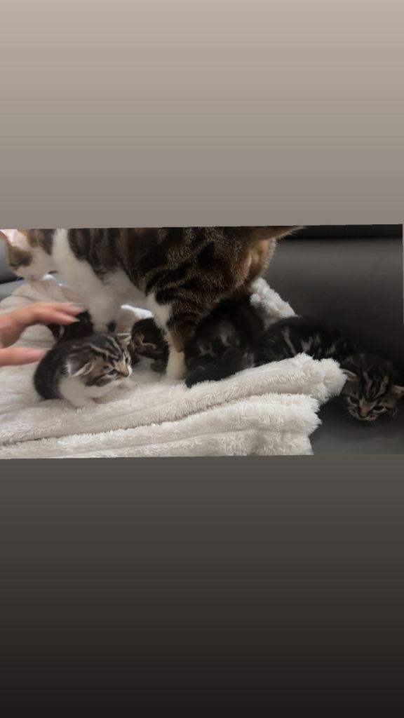 Kittens 
