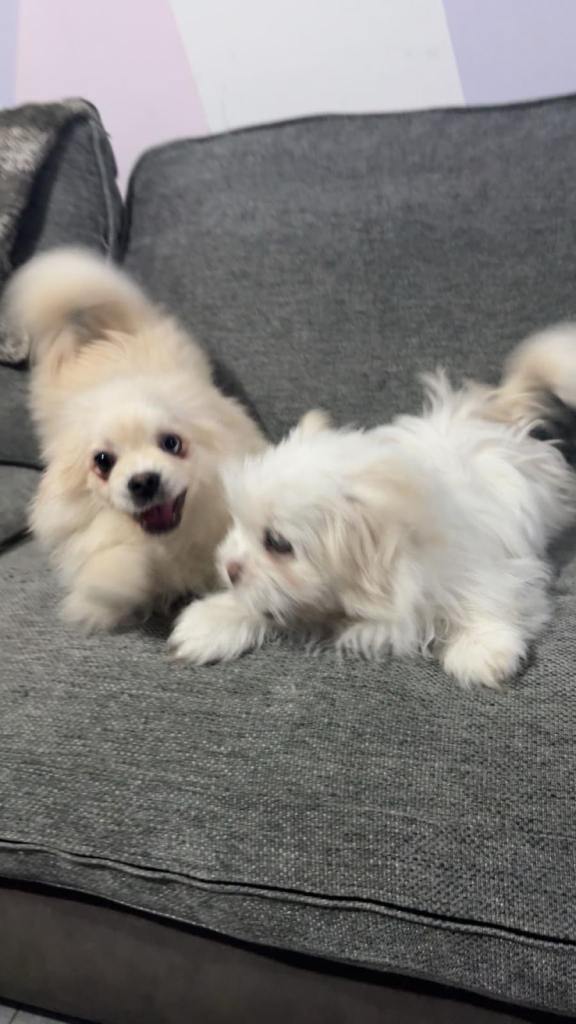 🐾 Charming Shih Tzu × Pomeranian Mix Boys Looking for a New Home 🐾