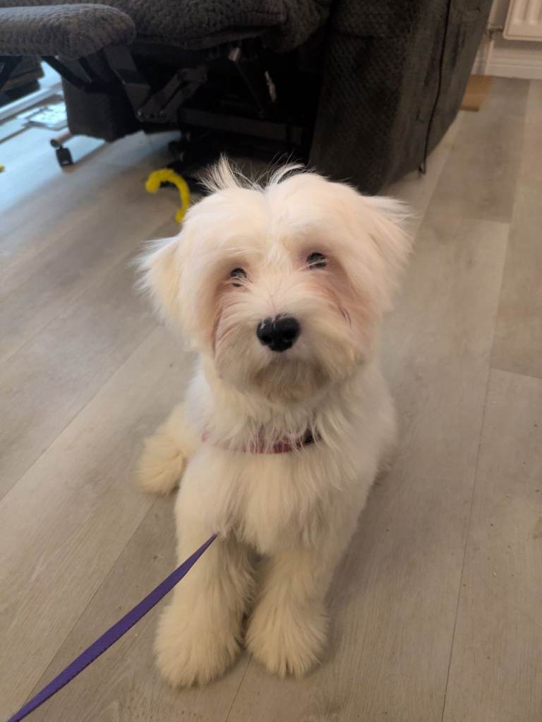 Tibetan Terrier Female Puppy 