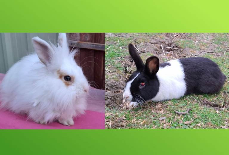 Beautiful Boy Lion  head and Black mixed Rabbits are sale