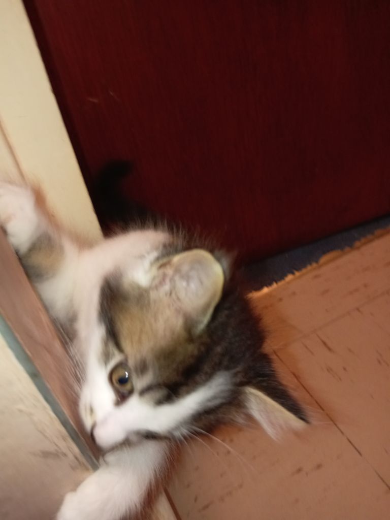 Kittens for sale, x4, 8 weeks old, litter tray trained, Eating alot, very Lively  