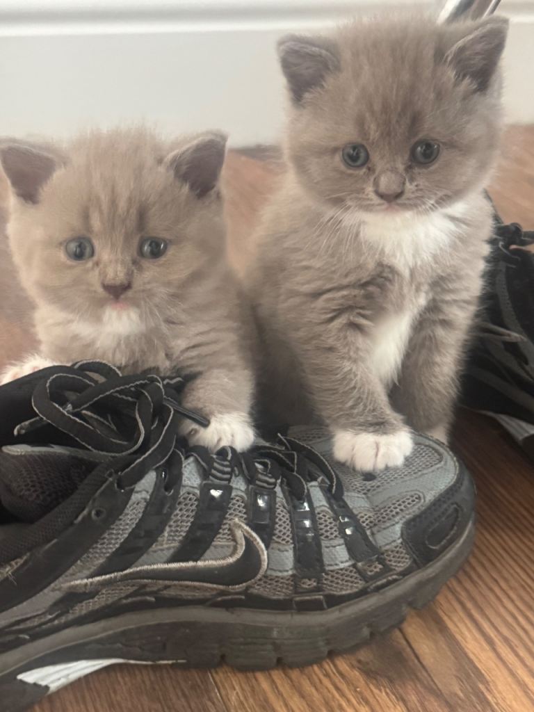 Kittens 