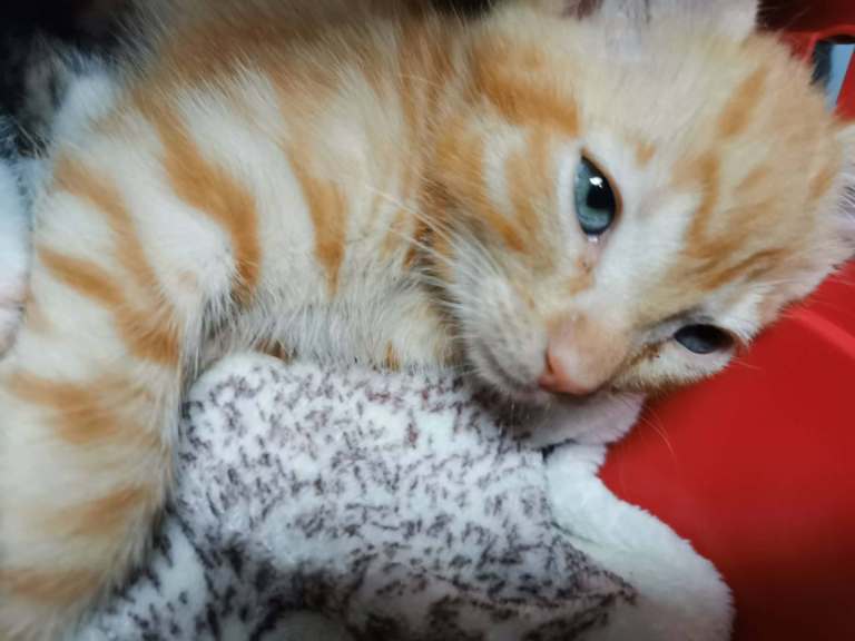Ready now❣️Kittens