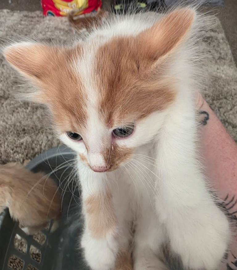 9 week old kitten