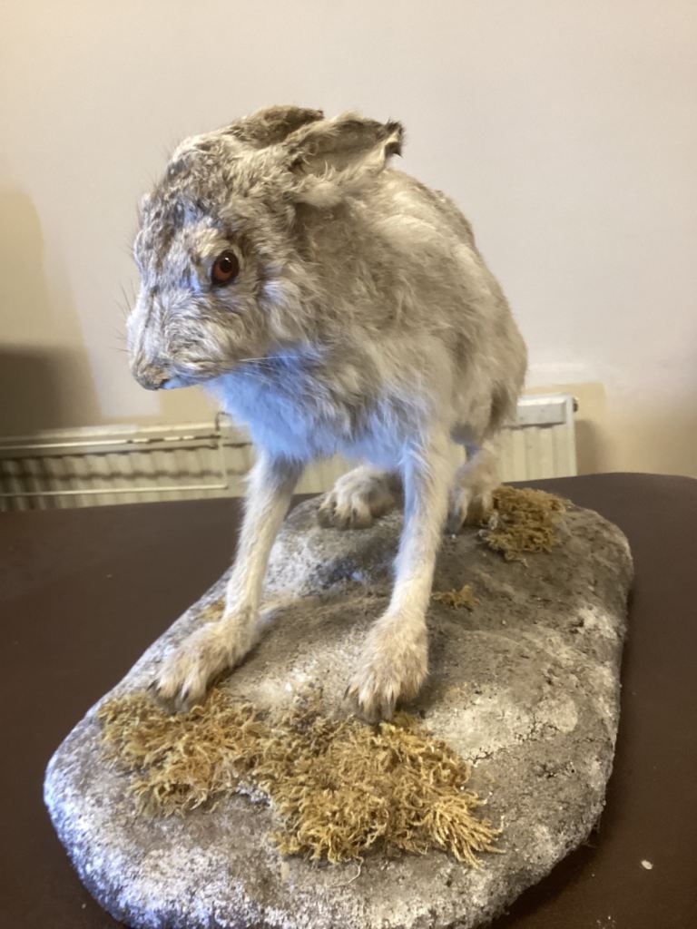 Taxidermy white hare