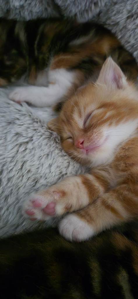 Kittens 
