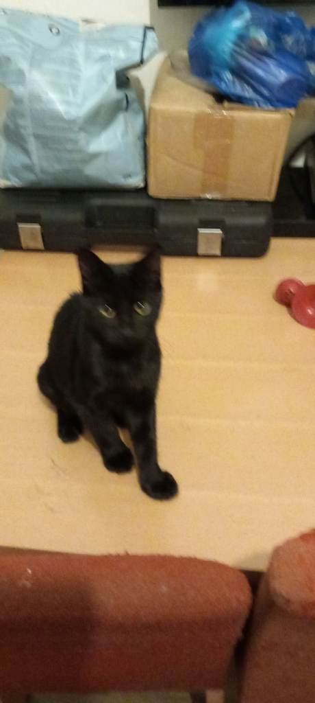 😸🔥 KITTENS FOR SALE 🔥😸