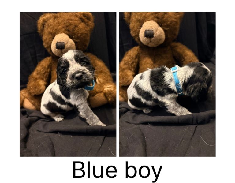 Cocker Spaniel Puppies