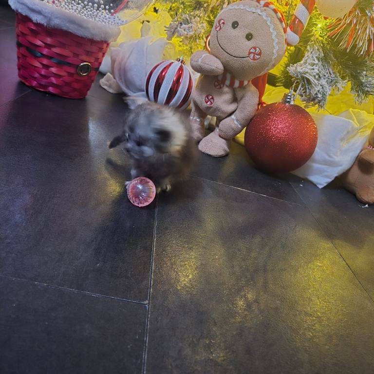 Champion russian Maine coon kittens