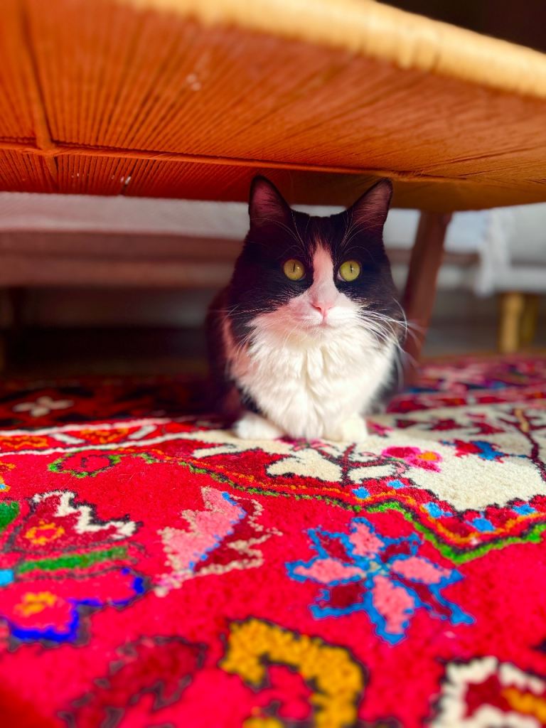 The Black & White Ragdoll Female