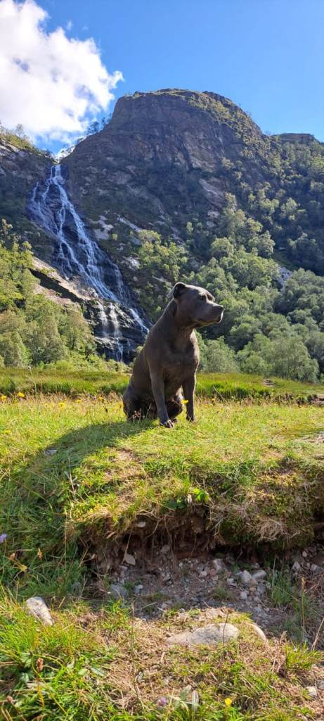 KC staffordshire bull terrier X KC irish terrier puppies 