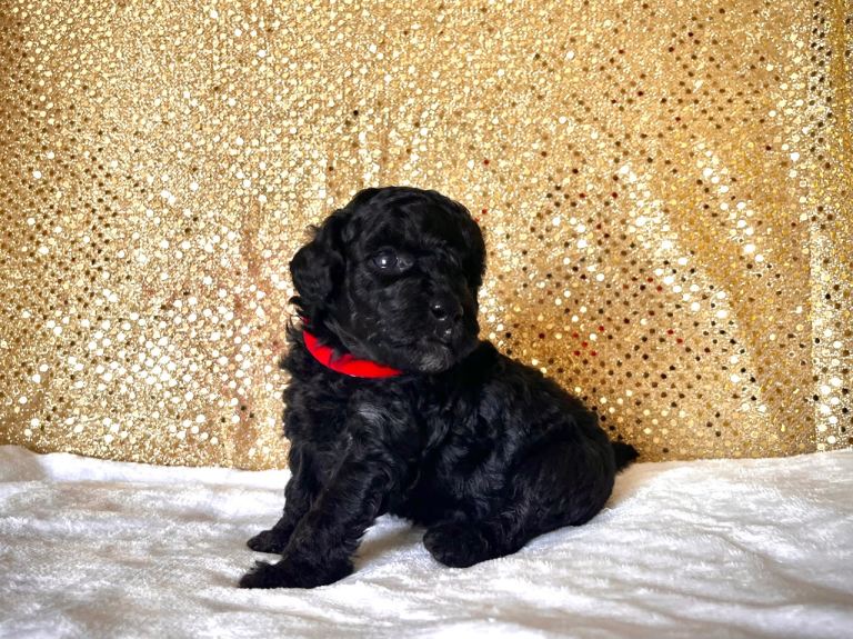 🌟Stunning Mini Poodles🌟 CHAMPION Lines, DNA Clear