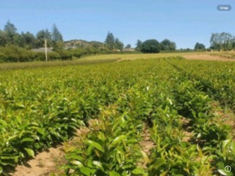 LAUREL HEDGING PLANTS.  12/18 ins.  £1-50