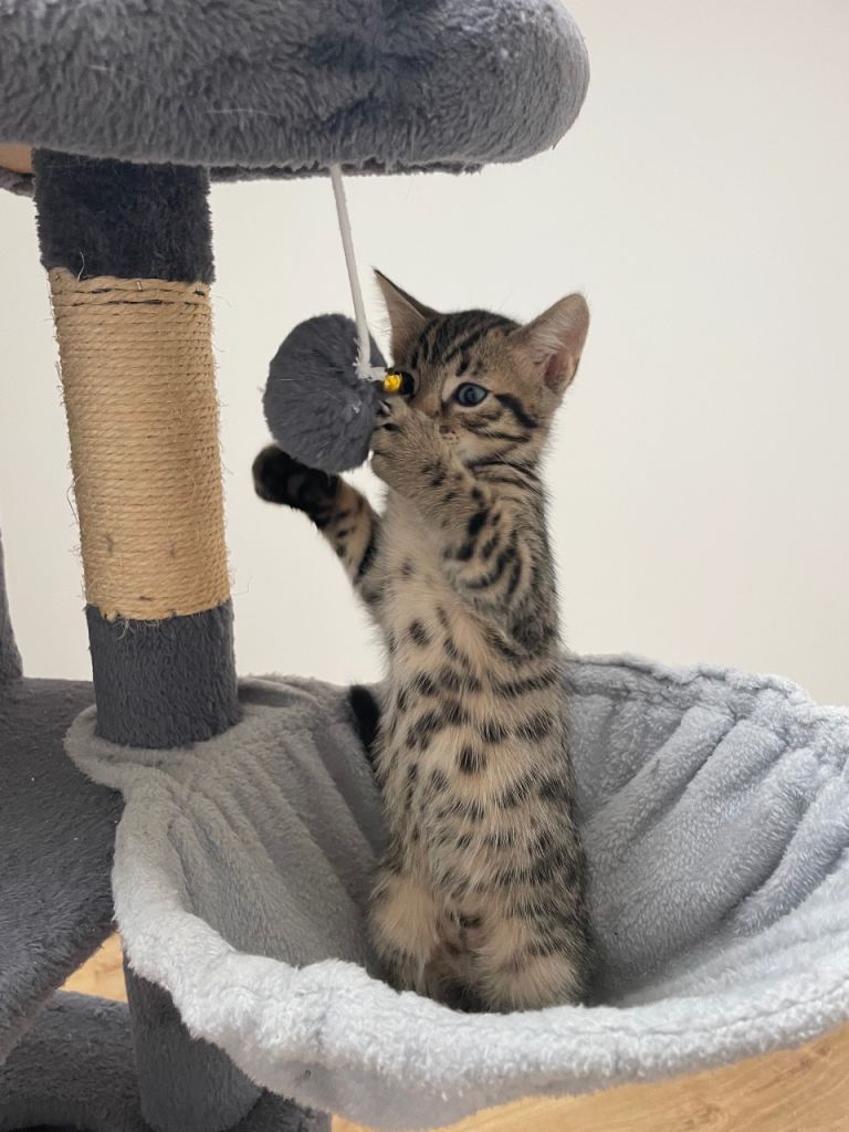 Bengal X kittens 