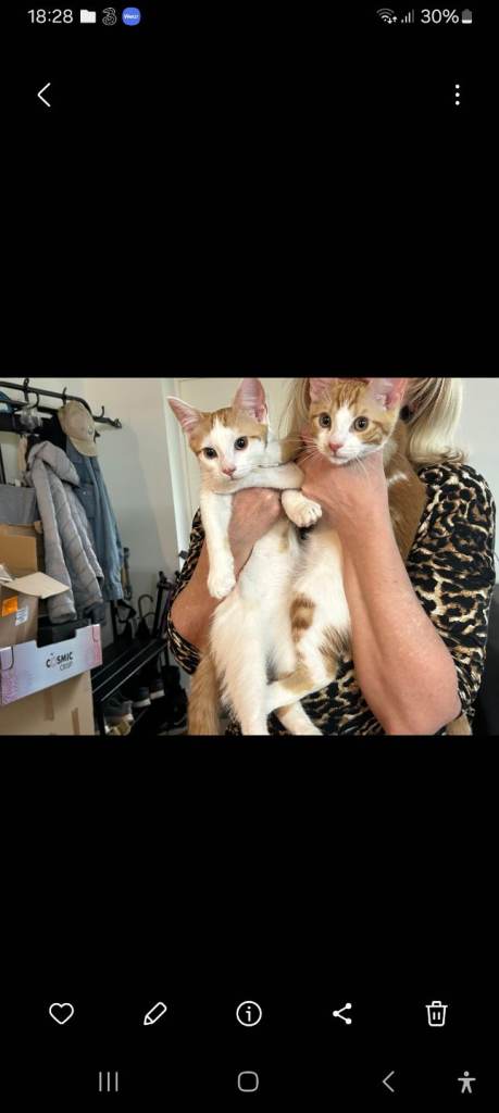 Kittens brothers 😻😻