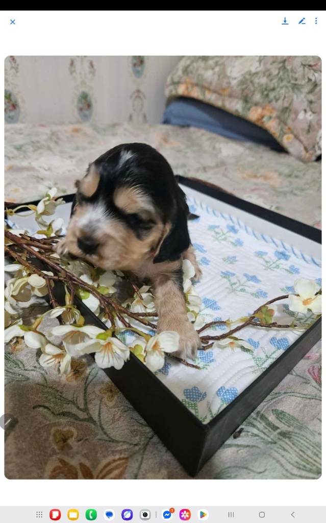 Show cocker's spani kc register