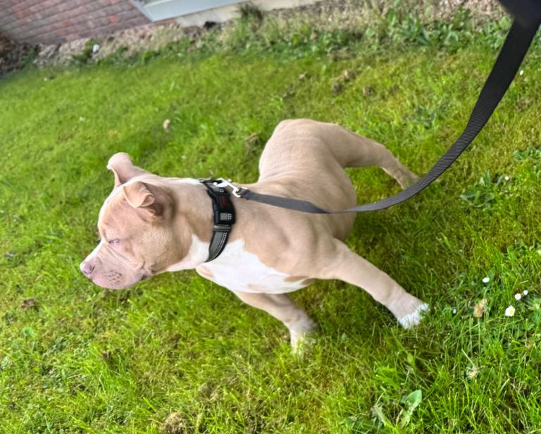 American Bully Male 