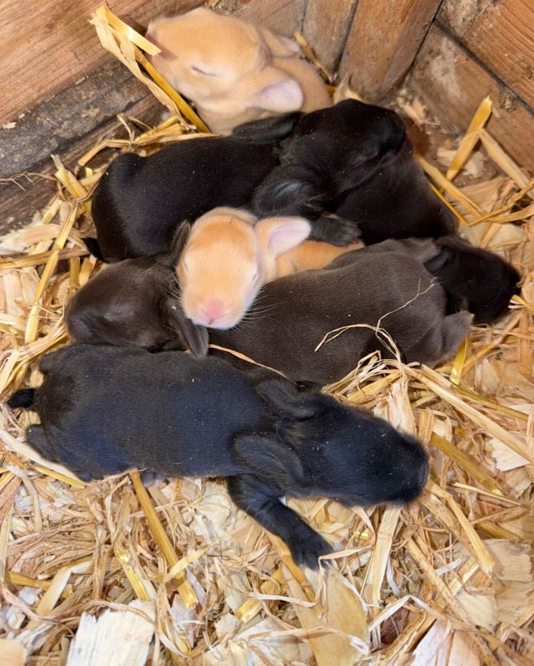 Continental giants x French lop rabbits 