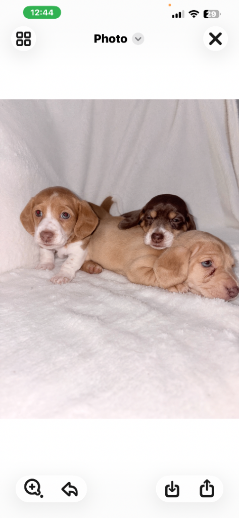 Miniature dachshund puppies 