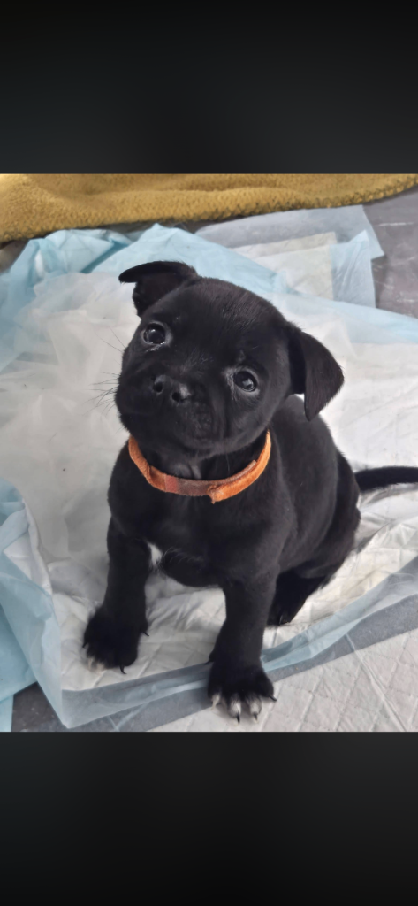 Kc registered staffs , 3 girls left 