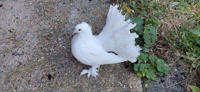 Indian Fantail for Sale