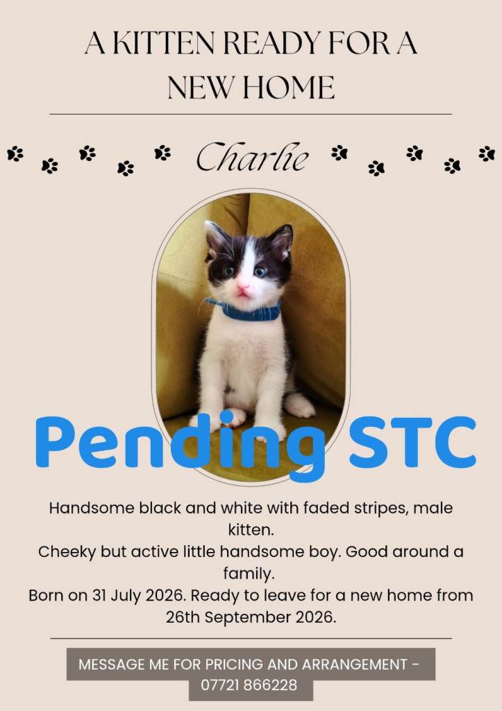 A kitten ready to be rehomed for a new family. 
