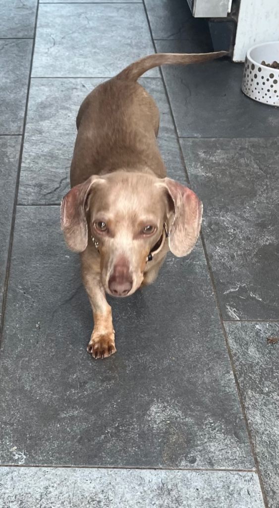 Miniature dachshund 