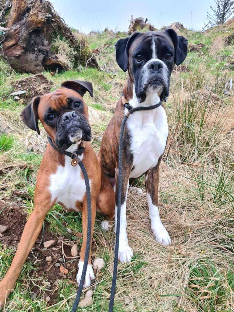 Beautiful Boxer Puppies 
