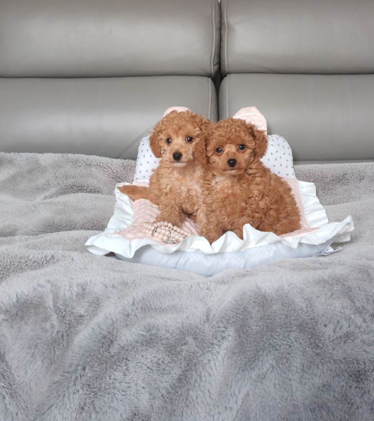 Toy poodle pups for sale