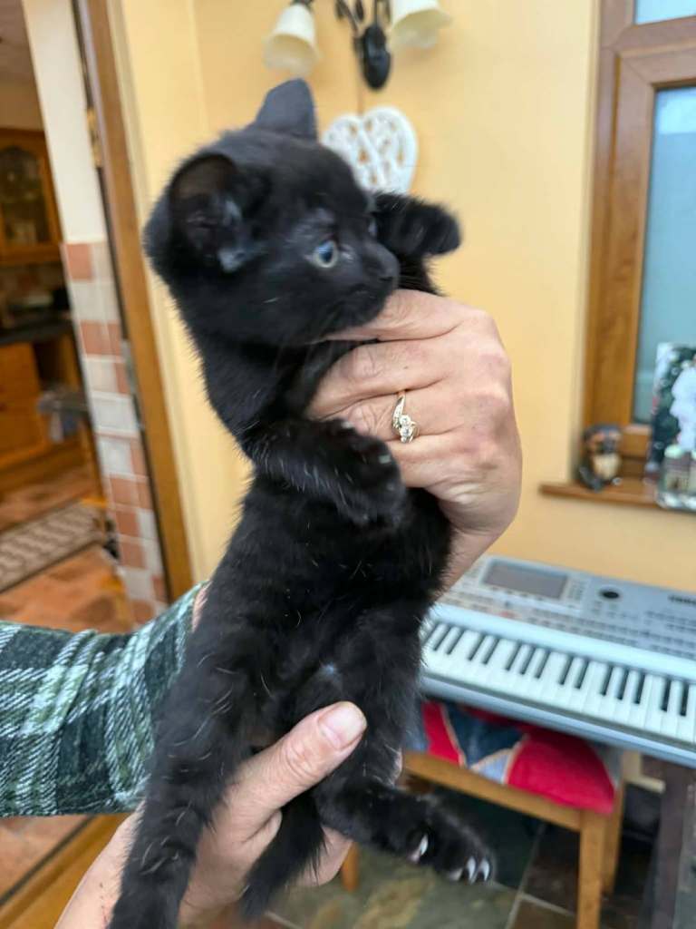 4 beautifull kittens looking for a new home 