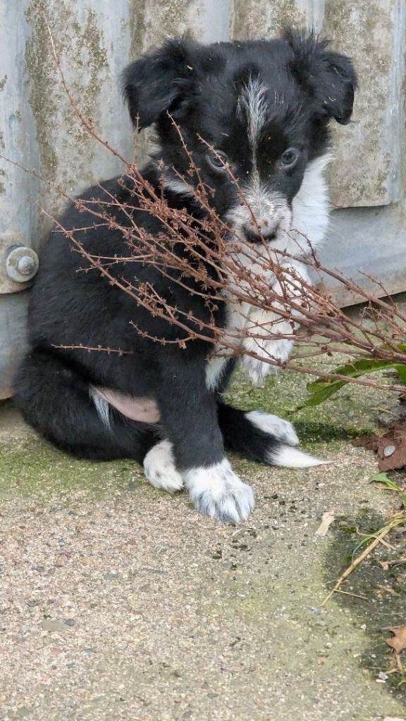 Border Collie pups 