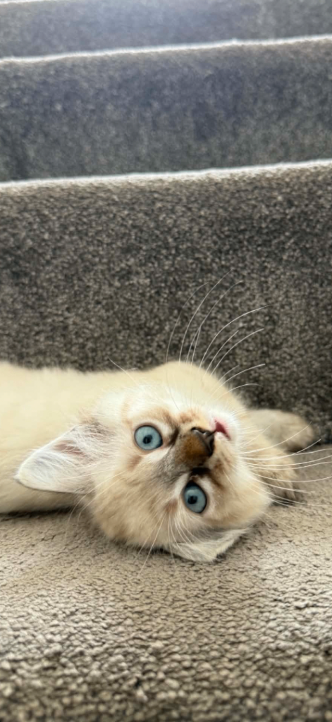 9 Week Old Ragdoll Kittens – £400